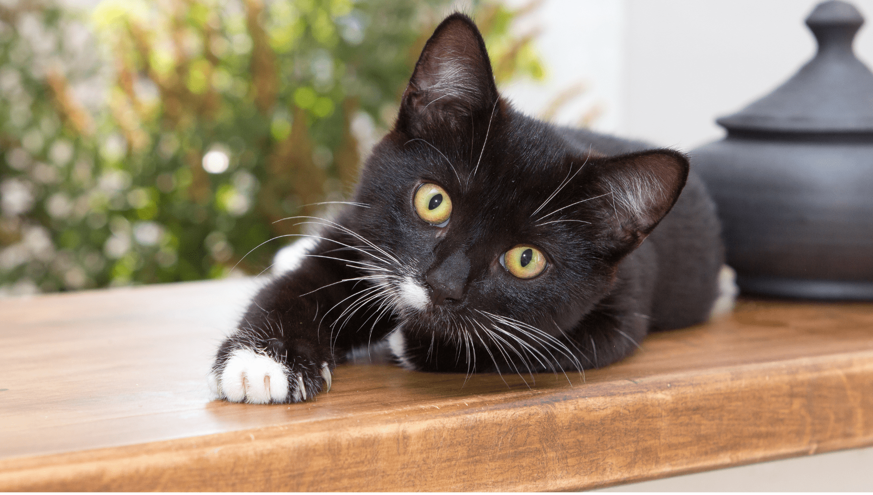 Black kitten with yellow eyes staring into camera