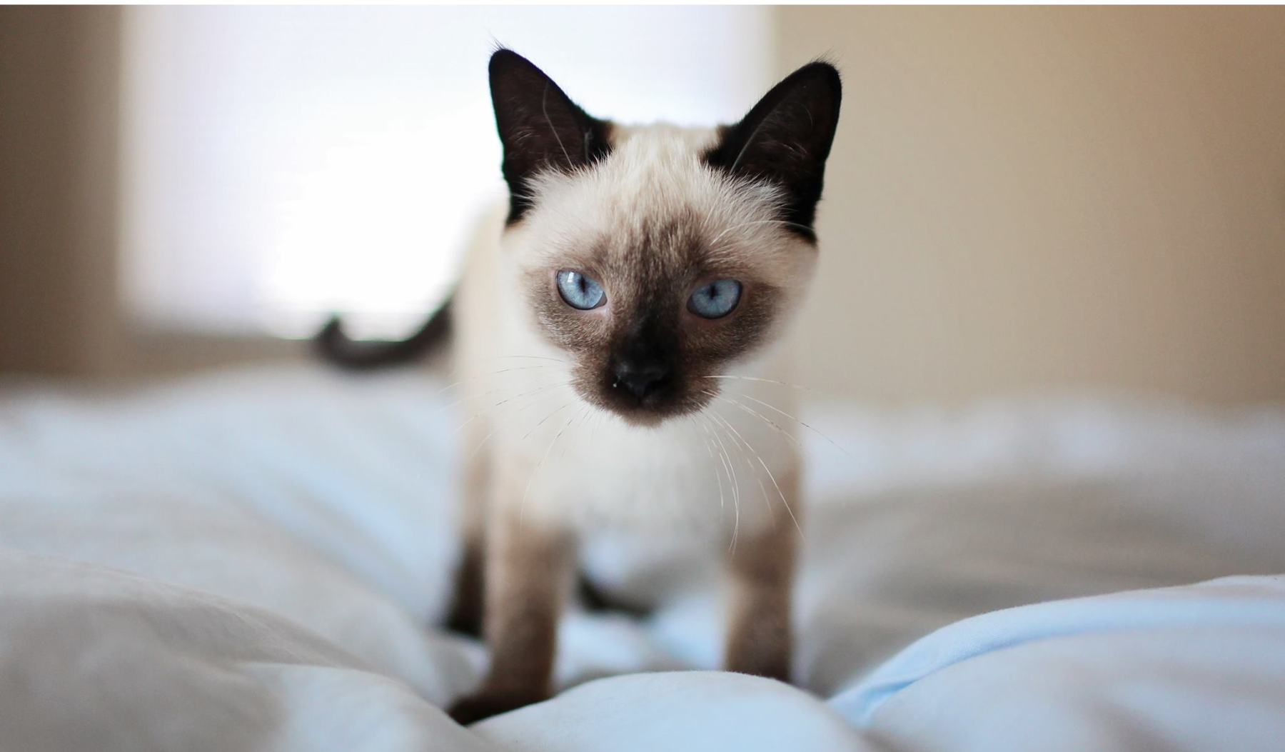 Siamese kitten with blue eyes