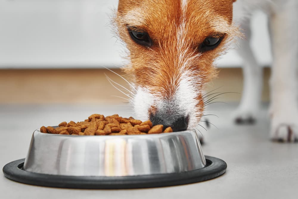 Dog eating kibble