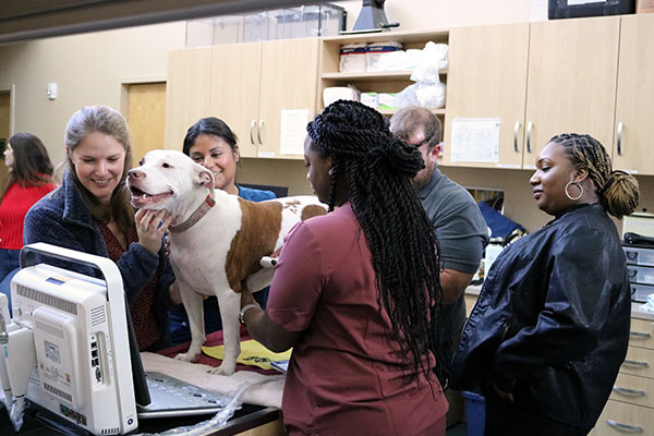 veterinary team caring for dog