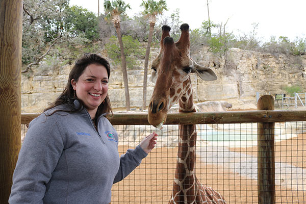 person feeding giraffe