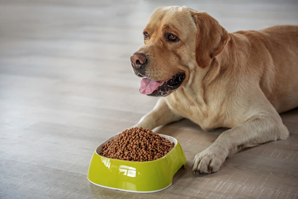 Yellow labrador retriever laying down in front of a green dog bowl filled with dry dog food.