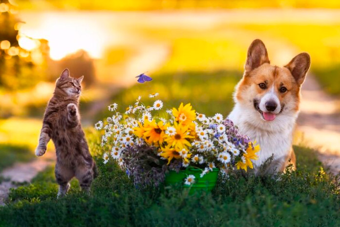 dog and cat in field