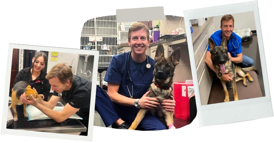 Steven Cholity image collage