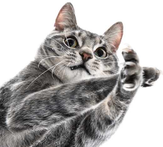 gray cat trying to grab something