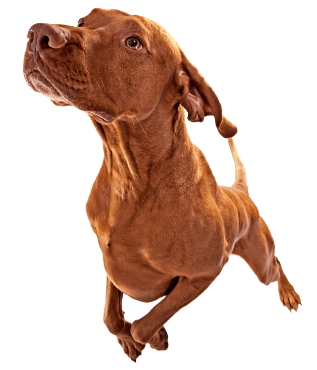 brown dog jumping and looking up