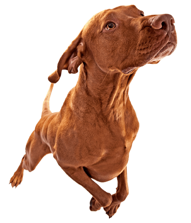 brown dog jumping and looking up