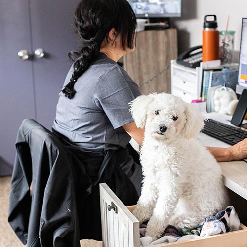 small fluffy white dog sitting and looking at camera with veterinary team member working on computer in background