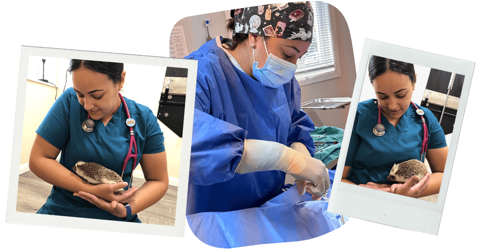 Nicole Singh image collage