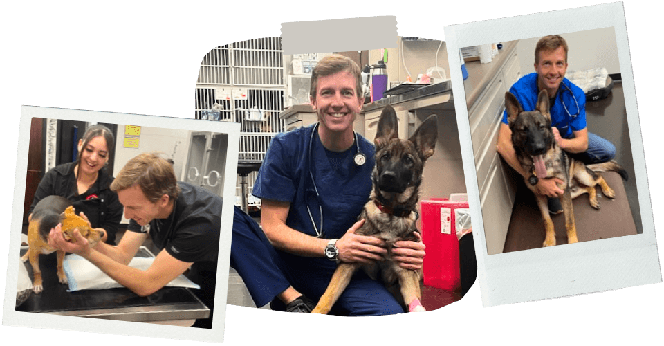 Steven Cholity image collage