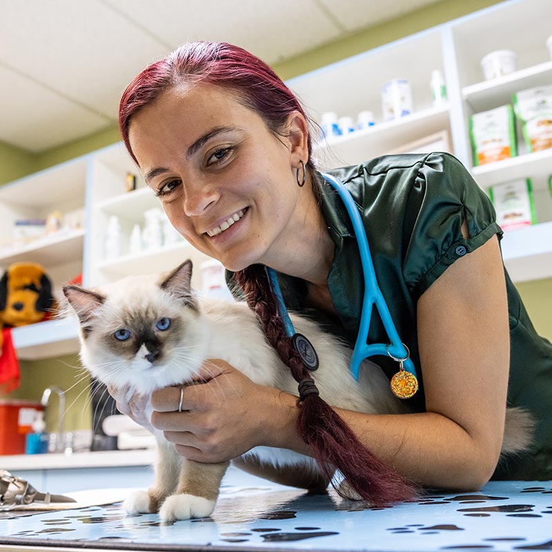 veterinary-team-member-holding-ragdoll-kitten-800px-sq-1 veterinary team member holding ragdoll kitten